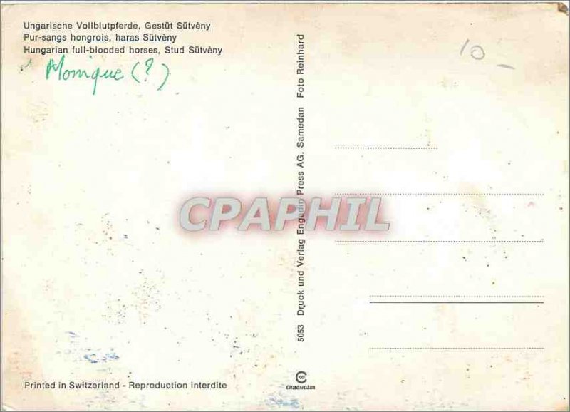 Postcard Modern Hungarian full blooded horses Stud S�tveny