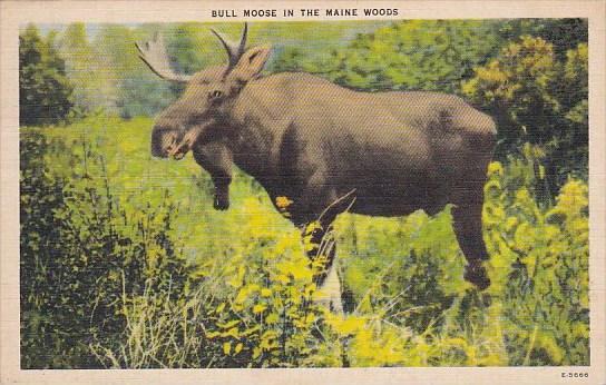 Bull Moose In the Woods Boston Massachusetts 1944