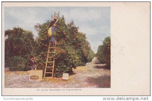 California Picking Oranges