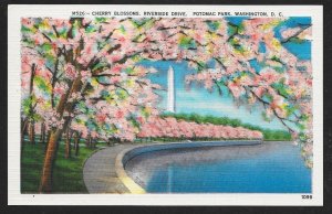 Cherry Blossoms Riverside Drive Potomac Park unused c1940's