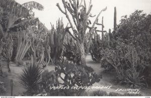 RP: Pirtle's Cactus Gardens, EDINBURG, Texas, 1930-40s