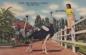 Huge Ostriches At Miami's Rare Bird Farm 1953