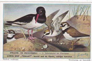 Liebig Trade Card S1610 Birds Of Beaches & Dunes No 4 Scholekster en Plevieren