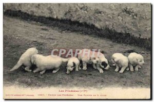 Old Postcard Dog Dogs of the Pyrenees A litter of 8 days