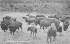 Yellowstone Nat'l Park Wyoming herd of buffalo in the park antique pc ZC549288