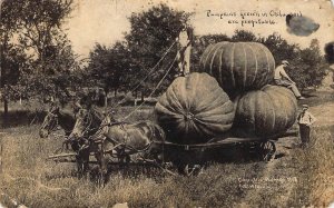 c.'11  Martin RPPC Exaggeration, Giant Oklahoma Pumpkins, Message, Old Post Card