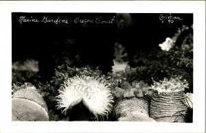 RPPC Marine Gardens Anemone Oregon Coast UNP Vtg Postcard