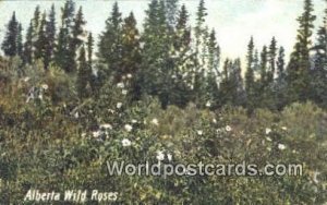 Wild Roses Alberta Canada Postal Used Unknown 