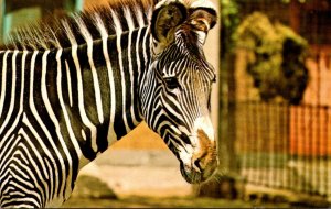 New York City Bronx Zoo Grevy Zebra