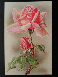 Flower Theme PINK ROSES (1) c1915 Winifred Walker Postcard by Photochrom