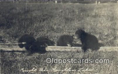 Houghton Lake, MI, Michigan, USA Bear Postcard, Bear Post Card Old Vintage An...