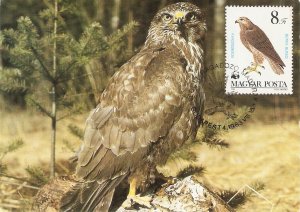 The Common Buzzard Bird  Magyar Posta Maximum card