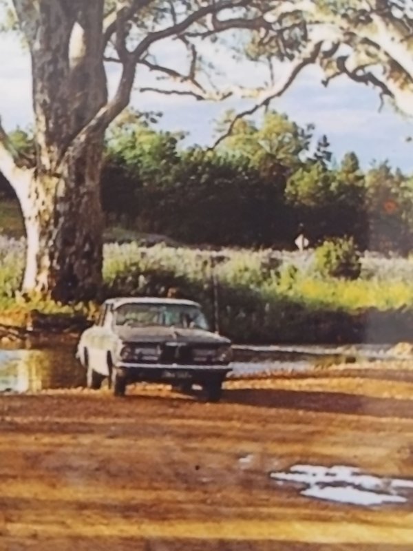 River Gums at Wilpena Creek, South Australia, AP5 Valiant colour postcard