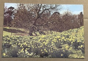 VINT UNUSED POSTCARD - BROWNSEA ISLAND, DAFFODILS IN SPRING, DORSET, ENGLAND