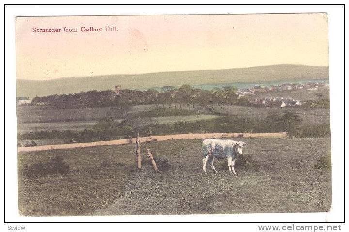 Cow, Stranraer From Gallow Hill, Scotland, UK, PU-1910