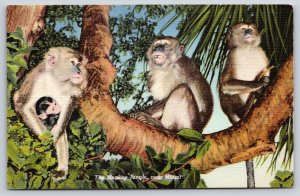 Animals~4 Monkeys In Tree @ Monkey Jungle Miami Florida~Vintage Postcard