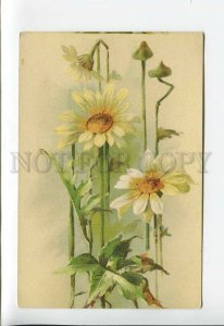 3176956 DAISY Camomile Flowers KLEIN Vintage LITHO colorful PC