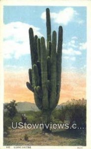 Giant Cactus - El Paso, Arizona AZ