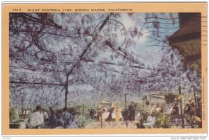 Giant Wisteria Vine, Sierra Madre, California, PU-1944