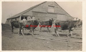 Unknown Location, RPPC, Farmer with Cows in the Farm Yard