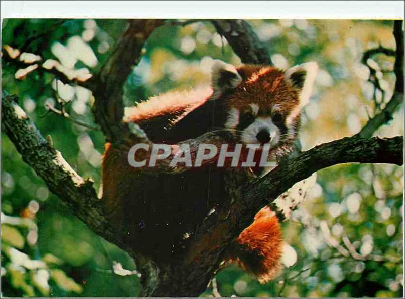 Modern Postcard The red panda's beautfully Marked coat keeps the animal  warn | Africa - Other, Postcard