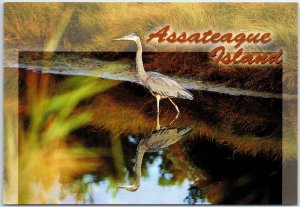 VINTAGE CONTINENTAL SIZE POSTCARD GREAT BLUE HERON ON ASSATEAGUE ISLAND