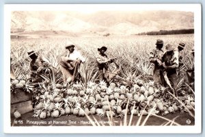 Hawaii HI Postcard RPPC Photo Pineapples At Harvest Time Hawaiian Islands 1943