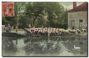 Old Postcard Folklore Sheep has the pond Children