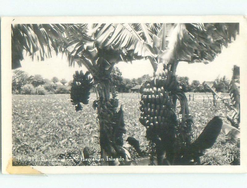 Pre-1942 rppc NICE VIEW State Of Hawaii HI i6179