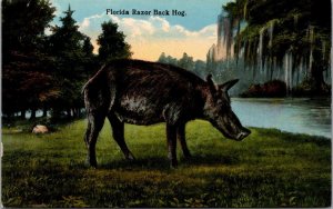 Florida A Florida Razor Back Hog Curteich