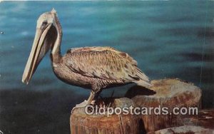 Pelican 1959 