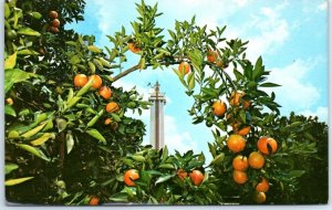 Postcard - Citrus Tower - Clermont, Florida