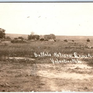 c1910s Valentine Neb Buffalo National Game Preserve RPPC Wildlife Refuge NE A154