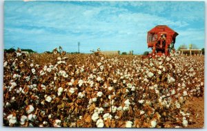 Postcard - Cotton Production In South Central Arizona