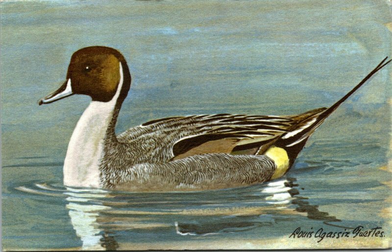 Vtg 1960s Pintail Duck from Original Painting by Louis Agassiz Fuertes Postcard