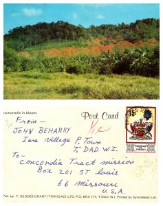 Immortelle in bloom, Trinidad