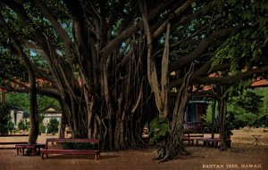 Hawaii Banyan Tree Hawaii Vintage Postcard 09.86