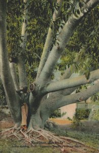 Bermuda Hamilton India Rubber Tree Opposite Bradley's Drug Store Postcard 03.72