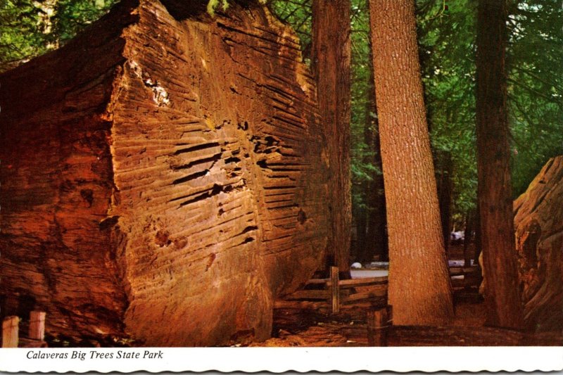 California Calaveras Big Trees State Park Giant Felled Tree 100 Years Old