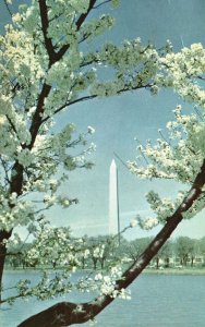 Vintage Postcard The Washington Monument White Marble Shaft Washington DC