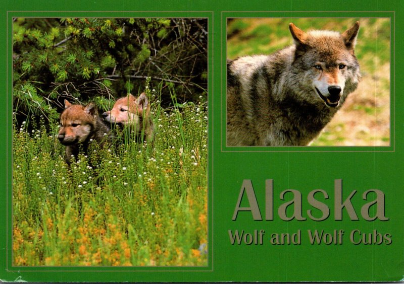 Wolf and Cubs Denali Park Alaska 2001