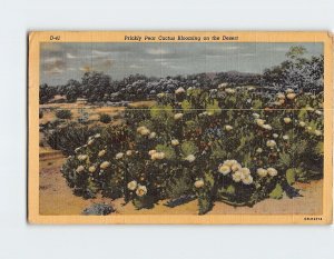 Postcard Prickly Pear Cactus Blooming on the Desert