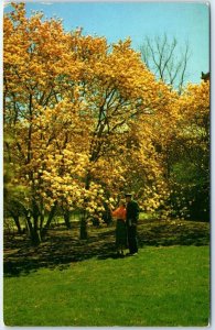 Postcard - Magnolia Blossom Time in Illinois