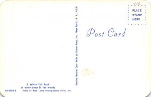 A White Tail Buck Deep In The Woods Christmas MI 