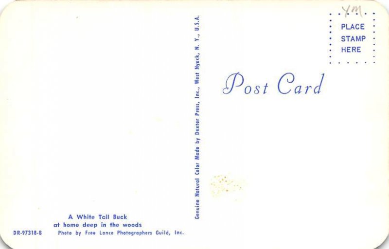 A White Tail Buck Deep In The Woods Christmas MI 