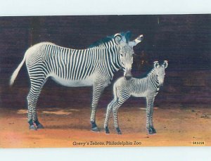 Pre-1980 ZOO SCENE Philadelphia Pennsylvania PA AG2028