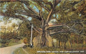 Tom Cringle's Cotton Tree JAMAICA Greetings c1910s Vintage Postcard