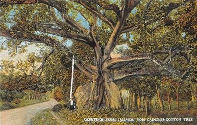 Tom Cringle's Cotton Tree JAMAICA Greetings c1910s Vintage Postcard