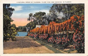 Natural Hedge of Flowers Flame Vine and Hibiscus in Florida - Flowers, Florid...