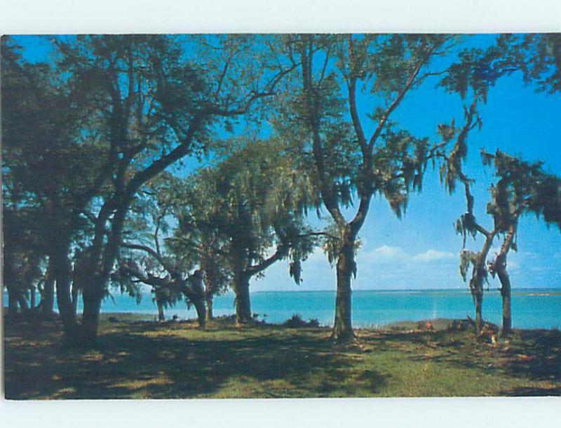 Pre-1980 NATURE SCENE Hilton Head Island South Carolina SC AD2659